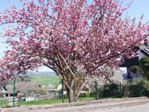 Apartamento Haus Der Rosen