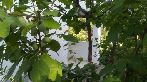 Villa Ku?a Za Odmor Maka