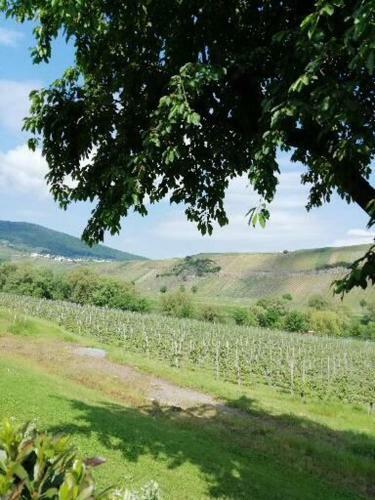 Bed & Breakfast Weingut Licht-stadtfeld