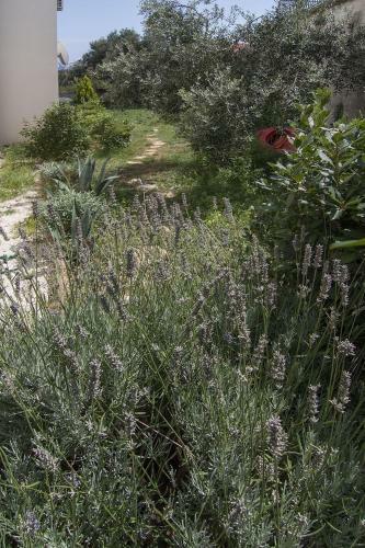 Apartman Iva