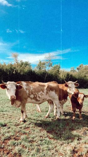 Agroturizam Musizza