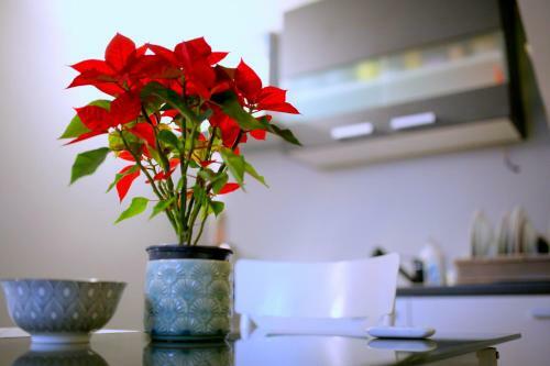 Studio Apartman - Park -