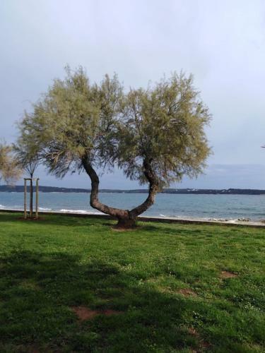 Apartmani Belvedere
