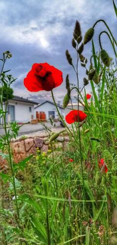 Apartamento Ferienhaus Sonnenwind Am Hainer See