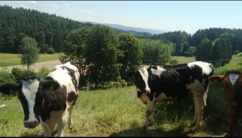 Apartamento Fewo Obstb�umle Mit Pool Matzenweilerhof
