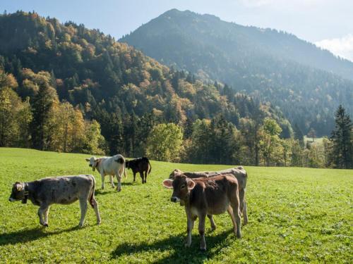 Delicious Apartment In Oberstdorf With A Balcony