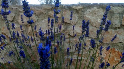 Apartment Lavanda