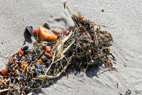 D�ne-9 In Dierhagen-strand