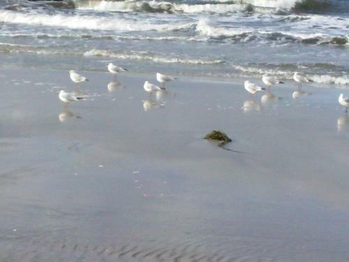 Apartamento Strandkrabbe