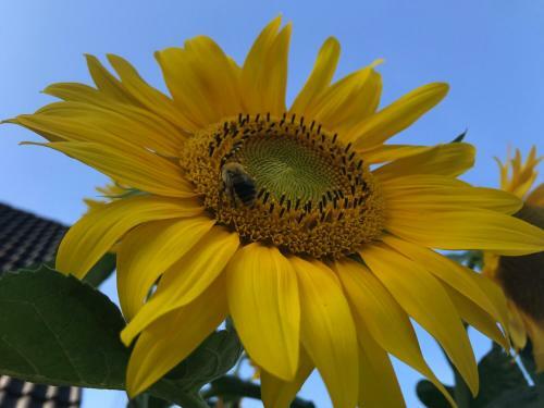 Apartamento Sonnenblumen Haus