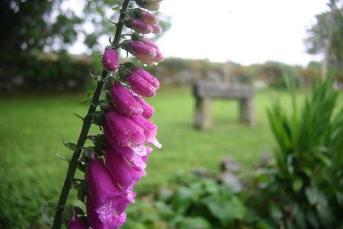 Bed & Breakfast Wicklow Way Lodge