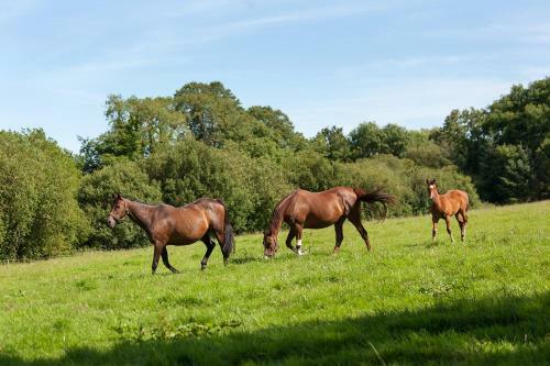 Coolcormack Stud B&B