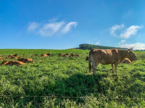 K�kesi Apartment With Forest View