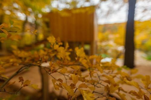 Apartamento Treehouses Noszvaj
