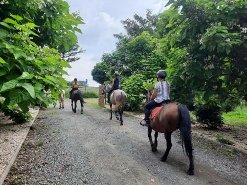 Bed & Breakfast Caballus Lovasmajor