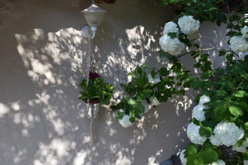 Rina's House