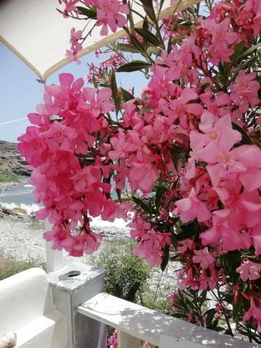 ''sea Front'' Rose's House