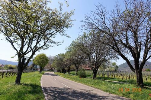 Apartamento Ph�nix Aus Der Asche