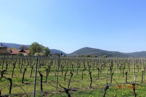 Apartamento Ph�nix Aus Der Asche