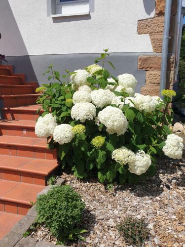 Hostal Landpension Zur Hainbuche