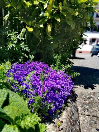 Apartamento Ferienwohnung Lavanda
