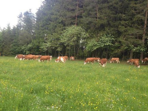 Agroturismo Ferienbauernhof-holops