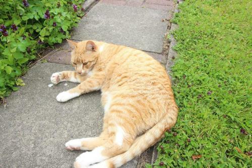 Apartamento Ferienwohnung Rosenkate