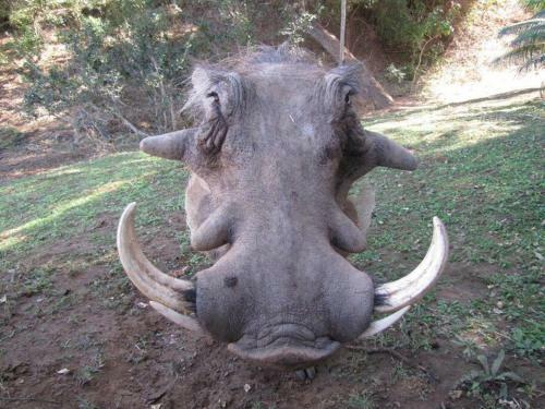 Apartamento Balule Bushveld Safari Lodge