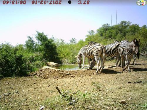 Apartamento Balule Bushveld Safari Lodge