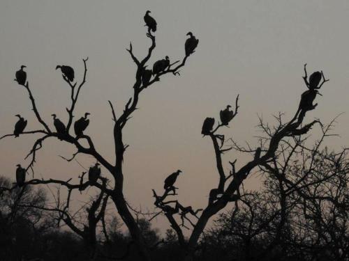 Apartamento Balule Bushveld Safari Lodge