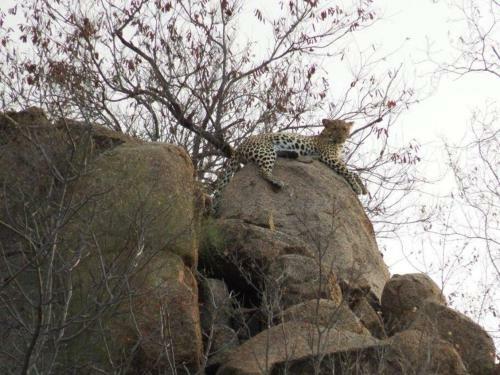 Apartamento Balule Bushveld Safari Lodge