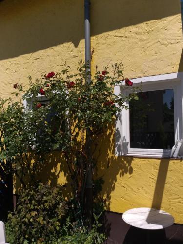 Apartamento Gelbeshaus1