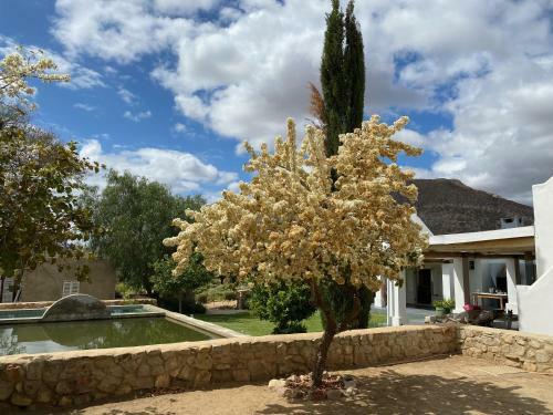 Villa The Olive House, Prince Albert