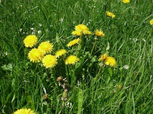Apartamento Ferienhof Uhlemayr