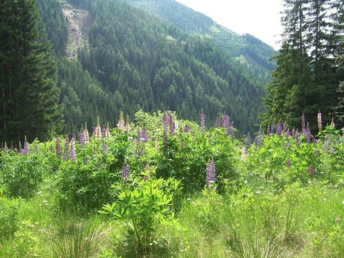 Glanzerh�tte