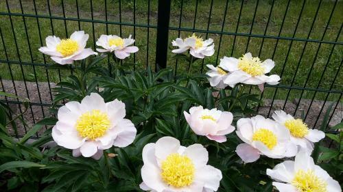Apartamento Gartenblick Trebbin