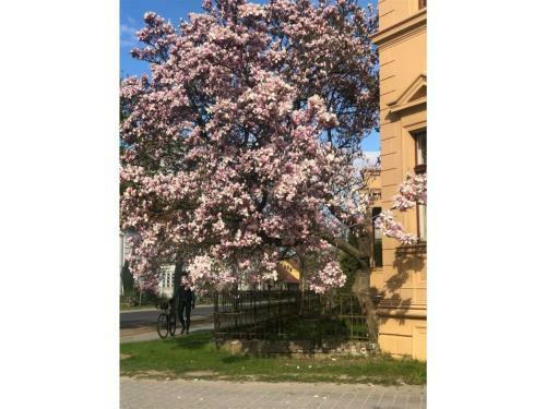 Apartamento Ferienwohnung Villa Magnolia