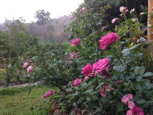 Hotel At Home Chiang Dao, Pooch Lovers