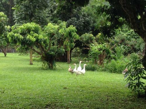 Hotel At Home Chiang Dao, Pooch Lovers