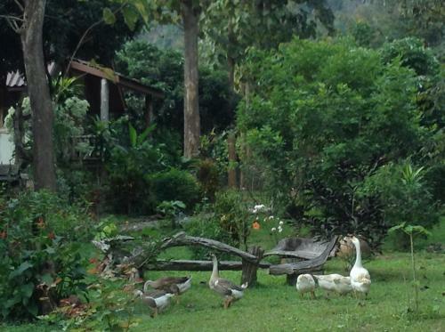 Hotel At Home Chiang Dao, Pooch Lovers