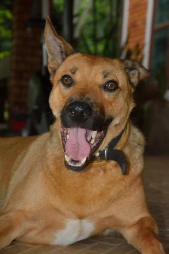 Hotel At Home Chiang Dao, Pooch Lovers