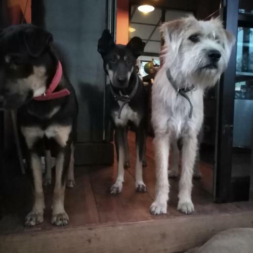 Hotel At Home Chiang Dao, Pooch Lovers