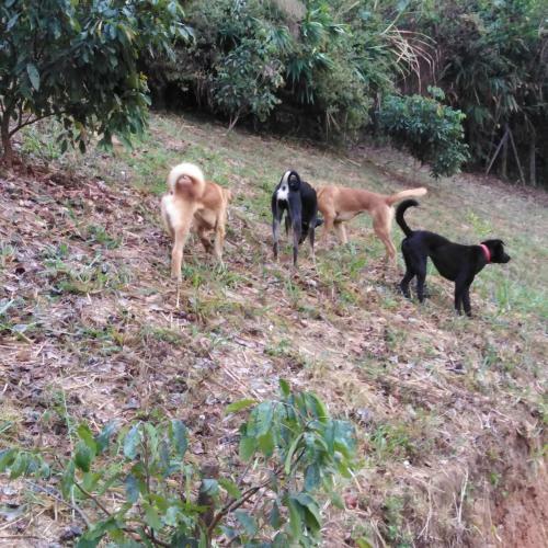 Hotel At Home Chiang Dao, Pooch Lovers