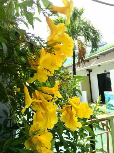 Hotel Rawai Whale Resort