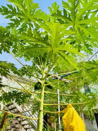 Villa Rooftop Garden Cottage