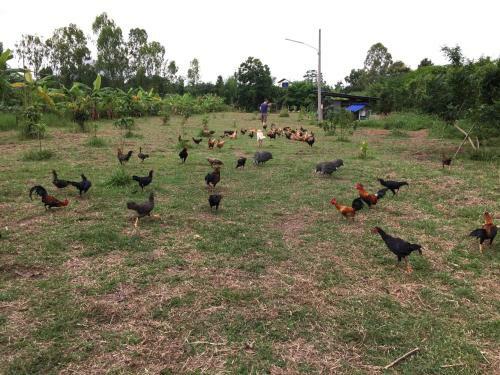 Homeandhomestay Chiang Kham