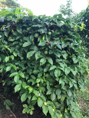 Homeandhomestay Chiang Kham