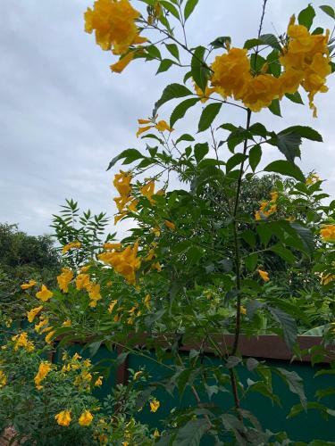 Homeandhomestay Chiang Kham