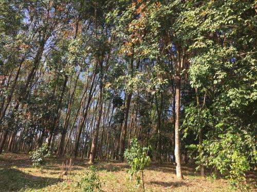 Mr Bao Homestay & Bungalows