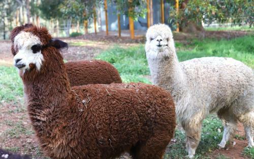 Agroturismo Preston Valley Retreat